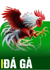 đá gà