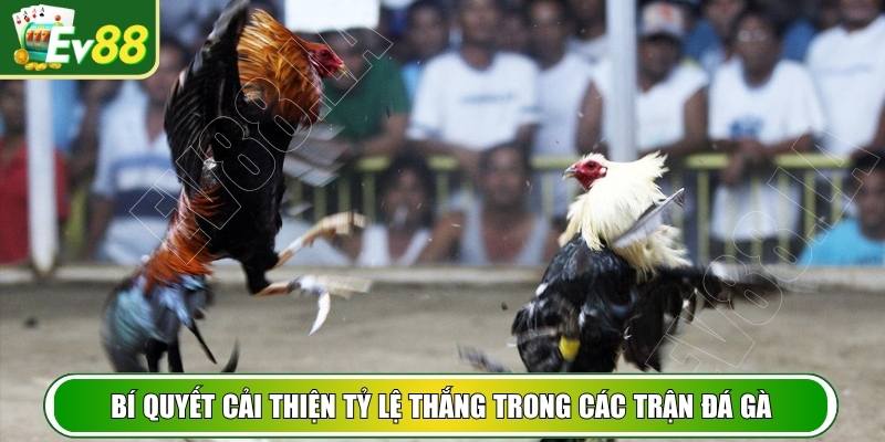 Bí quyết cải thiện tỷ lệ thắng trong các trận đá gà