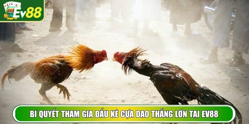 Bí quyết tham gia đấu kê cựa dao thắng lớn tại EV88