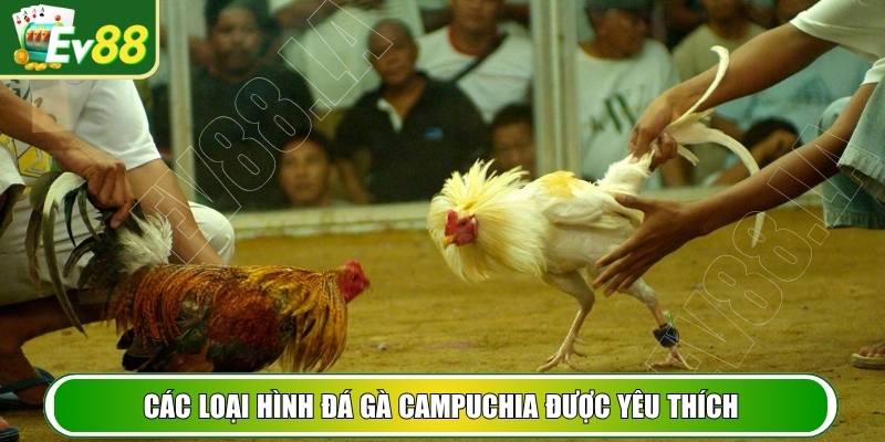 Các loại hình đá gà Campuchia được yêu thích