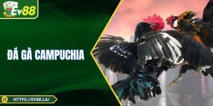 Đá Gà Campuchia - Hướng Dẫn Chiến Thuật Và Kinh Nghiệm