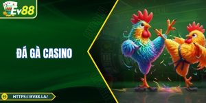 Đá Gà Casino - Mẹo Cược Trận Đấu Chọi Kê Cực Chuẩn Xác