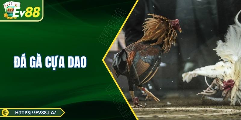 Đá Gà Cựa Dao - Trận Đấu Kịch Tính Của Những Chiến Kê