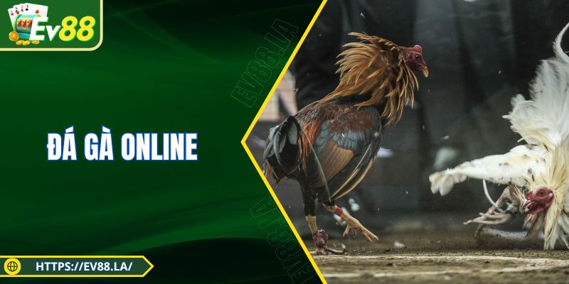 Đá Gà Online - Hình Thức Giải Trí Chọi Kê Cực Hấp Dẫn