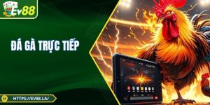 Đá Gà Trực Tiếp EV88 - Nơi Hội Tụ Đam Mê, Thưởng Lớn