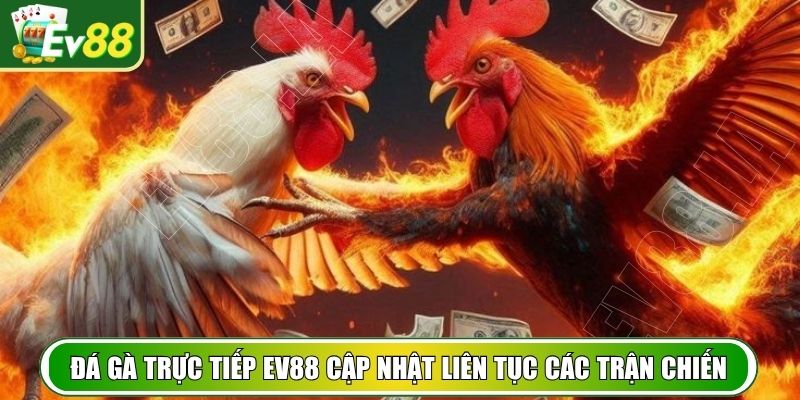 Đá gà trực tiếp EV88 cập nhật liên tục các trận chiến