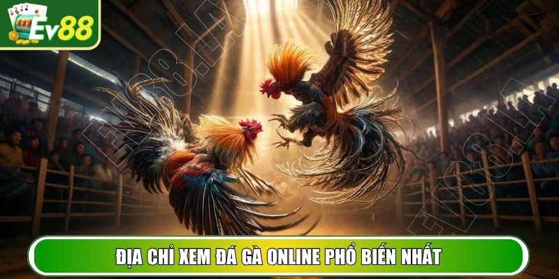 Địa chỉ xem đá gà online phổ biến nhất