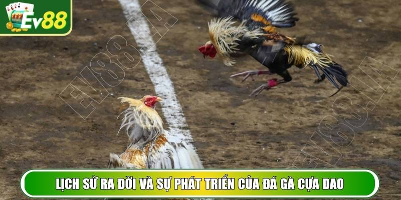 Lịch sử ra đời và sự phát triển của đá gà cựa dao