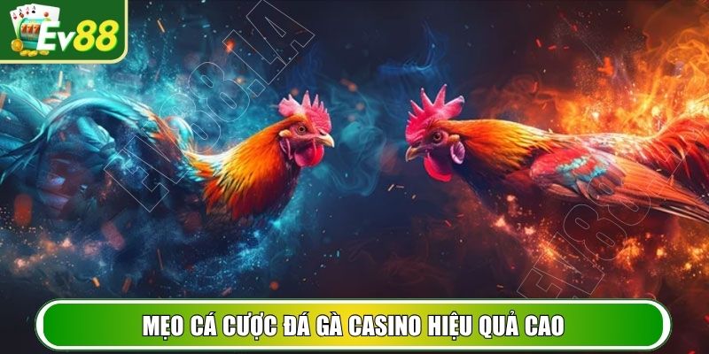 Mẹo cá cược đá gà Casino hiệu quả cao