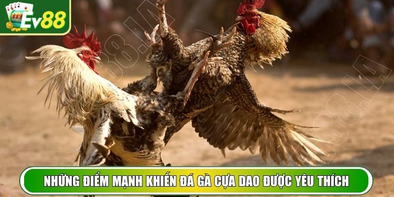 Những điểm mạnh khiến đá gà cựa dao được yêu thích