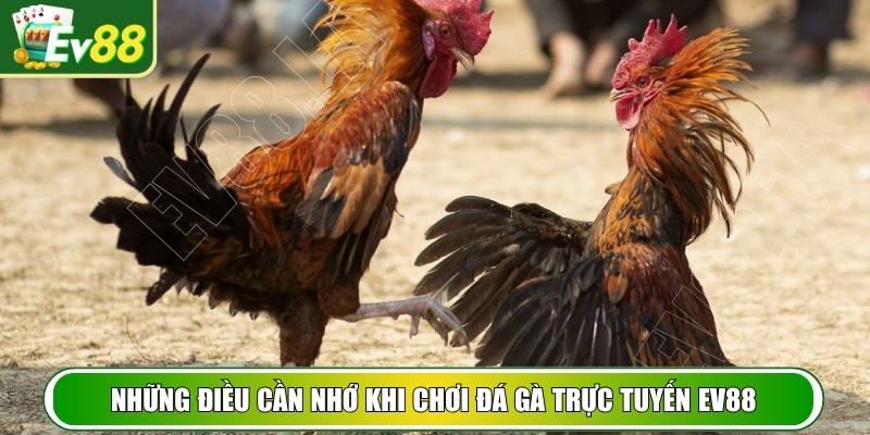 Những điều cần nhớ khi chơi đá gà trực tuyến EV88