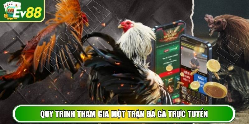 Quy trình tham gia một trận đá gà trực tuyến