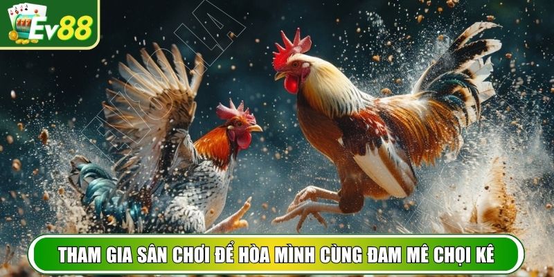 Tham gia sân chơi để hòa mình cùng đam mê chọi kê