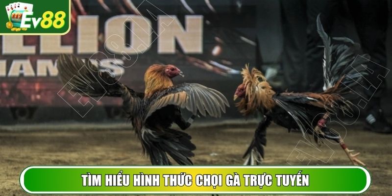 Tìm hiểu hình thức chọi gà trực tuyến