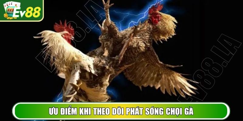 Ưu điểm khi theo dõi phát sóng chọi gà